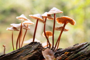 Bleeding fairy helmet mushrooms grow on dead wood, tree trunk, mycena haematopus, burgundydrop...
