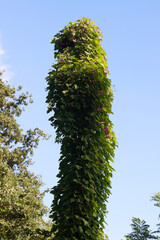 Tree covered with an invasive plant