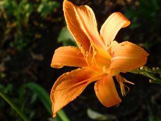 Vibrant Orange Daylily Bloom Bathed in Warm Summer Sunlight