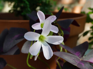Delicate White Oxalis Flowers Blooming with Deep Purple Leaves