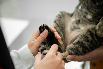 Close Up of Veterinarian Holding Cat's Paw During Checkup
