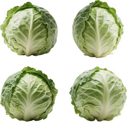 Fototapeta premium キャベツ 野菜 ベジタブル 素材