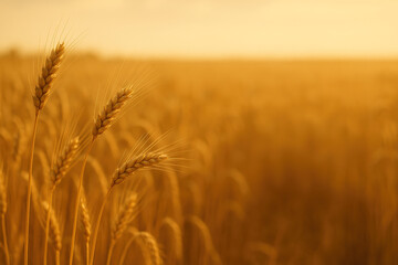 Golden Wheat Field at Sunset: Serene Nature Background
