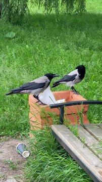 Two crows take a plastic bag out of a garbage bin in a city park. Wild animals are looking for food.