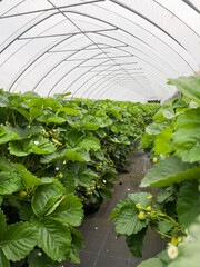 Many strawberry plants growing in a big greenhouse, industrial food production