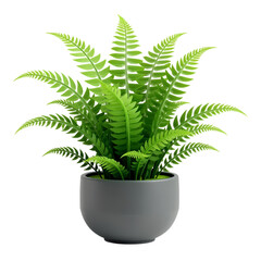 A fern plant in a gray pot view isolated on transparent background