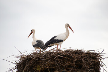 Couple white storks on the nest, stork breeding in spring, ciconia, Alsace France, Oberbronn 