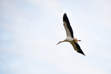 Stork building a nest with branches, bird migration in Alsace, Oberbronn France, breeding in spring 