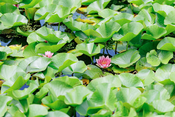 水辺に咲く蓮の花