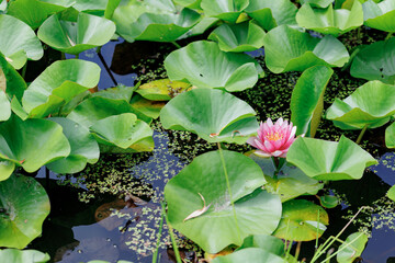 水辺に咲く蓮の花