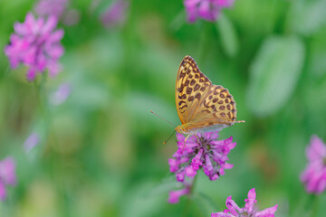 ピンクの花にとまる蝶々