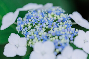 青い紫陽花