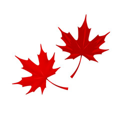 Two red maple leaves isolated on transparent background