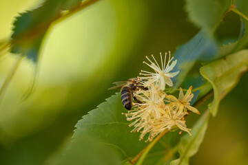 Busy Bee Pollinating Delicate Linden Blossoms.