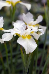 Delicate white flowers of Japanese iris. Gardening, landscape design.