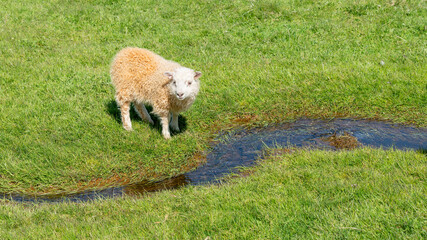 Young Icelandic sheep drink from a clear stream surrounded by lush greenery, capturing a peaceful...
