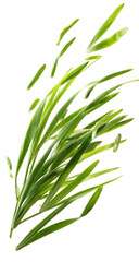 Fototapeta premium Fresh Green Grass Blades Isolated on Transparent Background for Design Projects