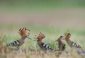 La huppe fasci&eacute;e et ces petits