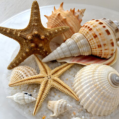 Assorted starfish and seashells arranged on sand, ideal for beach, summer, and marine designs.
