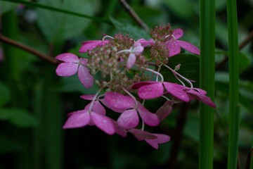 Delicate pink hydrangea flowers. Gardening, landscape design.