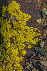 Vibrant yellow lichen covering rocky ground in natural setting