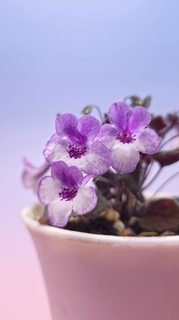Nature background image. Close-up and Seamless looping of purple-white flower. flowers of sinningia tree. Selective focal of flowers and Space for text entry.