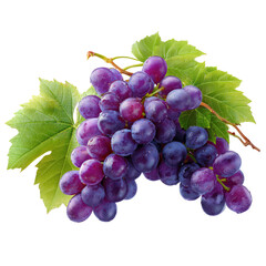 Fototapeta premium Fresh purple grapes with leaves on transparent background bunch fresh