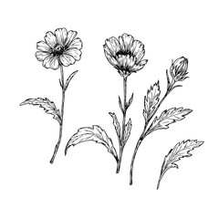 Wildflowers with leaves, a set of silhouettes, a black and white sketch. Vector illustration. Poppy or anemone, forest grasses isolated on a white background. The theme of nature, spring and summer