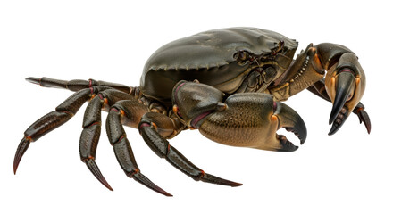 Isolated Crab
