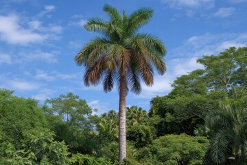 Obraz premium Majestic palm tree reaches towards a bright blue sky filled with wispy clouds