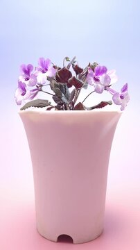 Nature background image. Close-up and Seamless looping of purple-white flower. flowers of sinningia tree. Selective focal of flowers and Space for text entry.