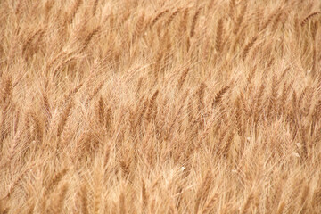 江別市の収穫前の小麦畑（秋播き） Wheat Field in Ebetsu Before Harvest (Autumn Sown)