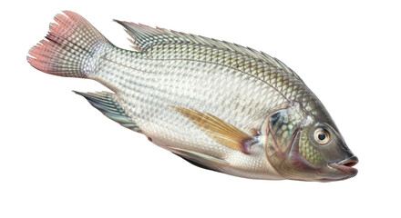 Isolated Fresh Fish