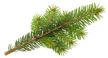 Isolated Fir Branch