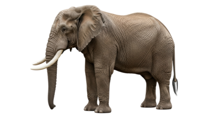 Isolated Elephant