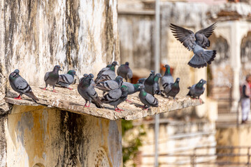 Close-Up of Pigeons Perched on a Rooftop Edge in Pushkar, India