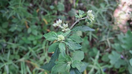 Blumea Flowering Plant on Green Nature Background