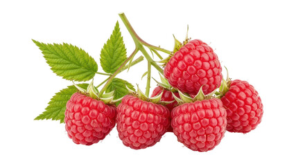 Isolated Raspberries with Leaves