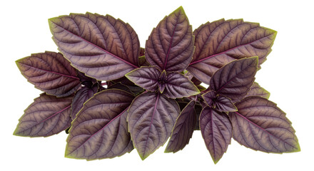 Isolated Purple Basil