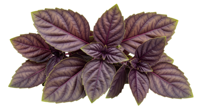 Isolated Purple Basil