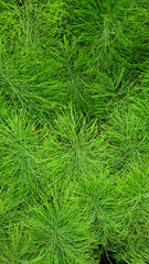 Close-up of horsetail and fern thickets. Selective focus