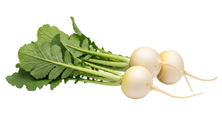 Isolated White Turnips with Green Leaves