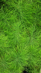 Close-up of horsetail and fern thickets. Selective focus