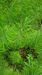 Close-up of horsetail and fern thickets. Selective focus