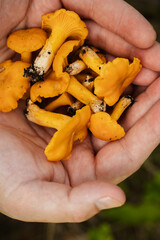 Detailed macro of freshly picked chanterelle mushrooms in cupped hands