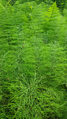 Close-up of horsetail and fern thickets. Selective focus