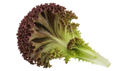Isolated Red Leaf Lettuce
