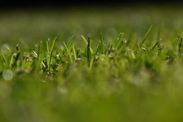 green grass background