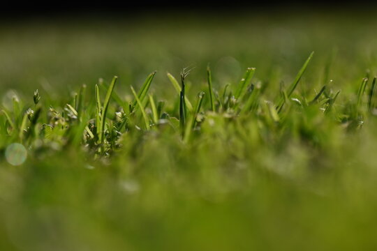 green grass background