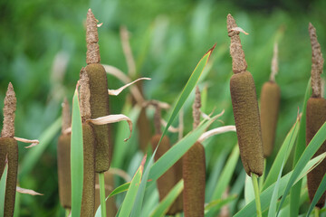 ガマの穂 Broadleaf Cattail